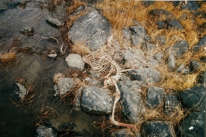 Owyhee/ Vesta — 33