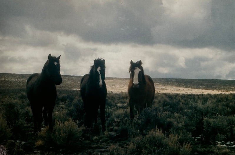 Owyhee/ Vesta — 59