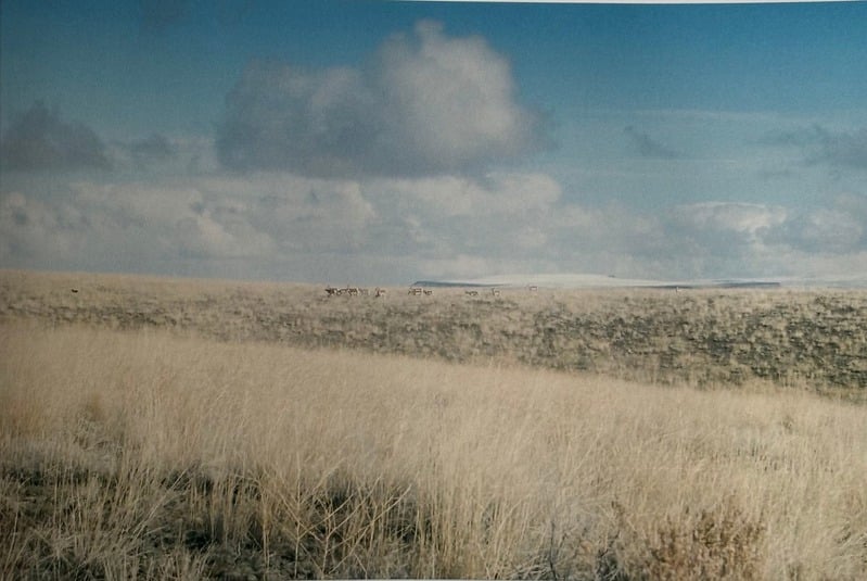 Owyhee/ Vesta — 63