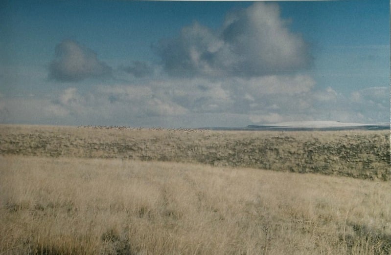 Owyhee/ Vesta — 64