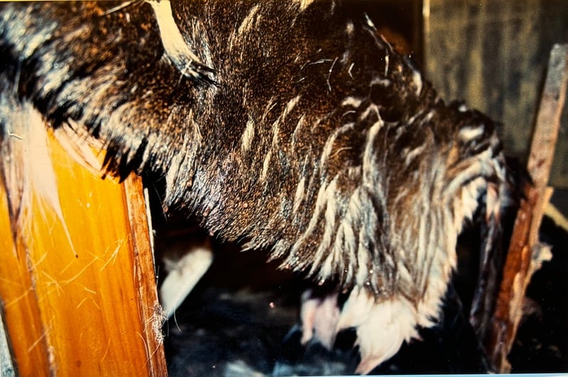 Tuscarora/Moon — 1