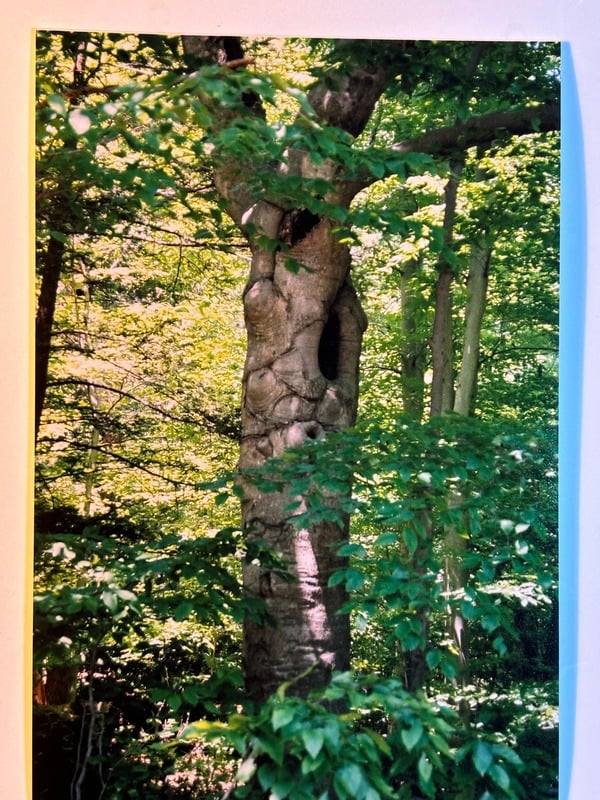 Tuscarora/Moon — 19