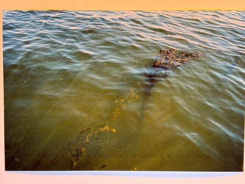 Tuscarora/Moon — 89