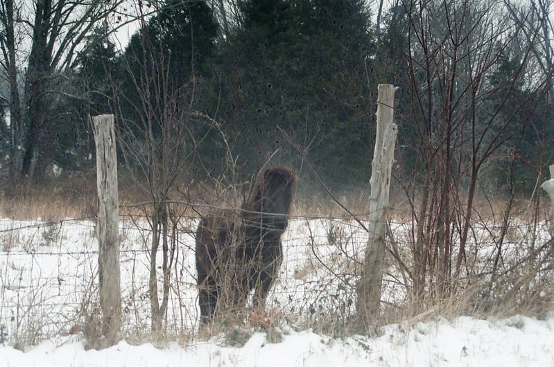 Lost Roll of Film of The Great Serpent Mound — 12
