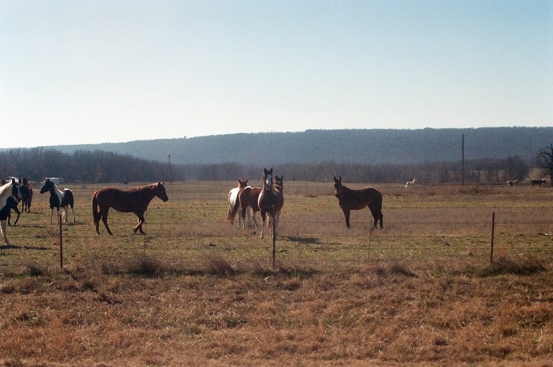 Lost Roll of Film of The Great Serpent Mound — 80