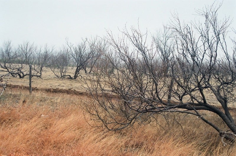 The Castration of Caelus at the Ephemeral Lake Lucero — 32