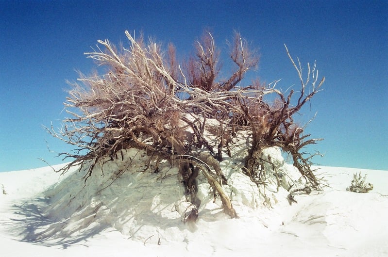 The Castration of Caelus at the Ephemeral Lake Lucero — 84