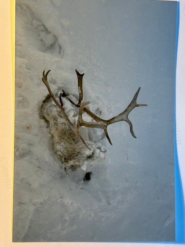 Abisko — 10