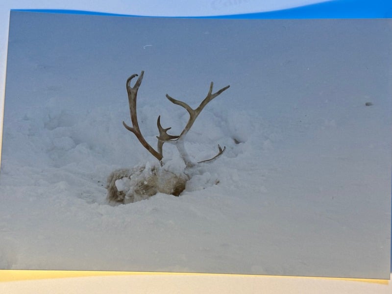 Abisko — 11