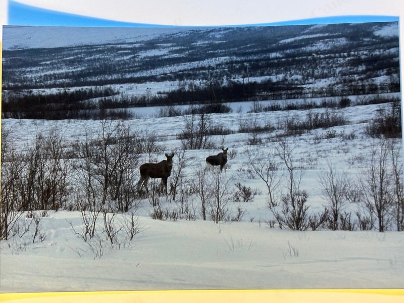 Abisko — 33